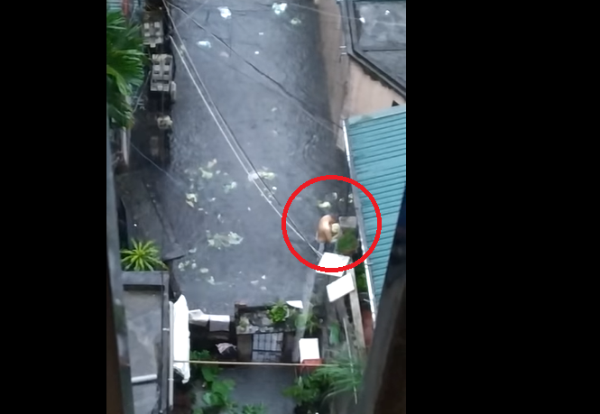 Bi hài clip người đàn ông ‘hôi của’ 2 cây bắp cải đi lạc dưới mưa ngập ở Hà Nội-3