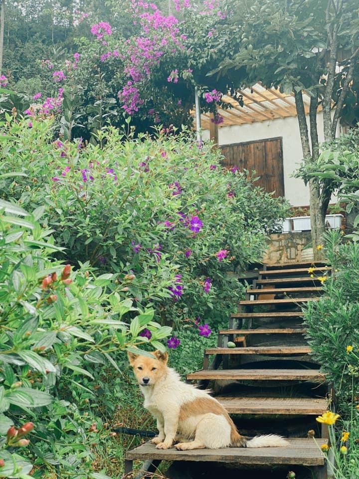 Ngôi nhà trên đỉnh núi mây phủ, ngập tràn hương sắc hoa-5