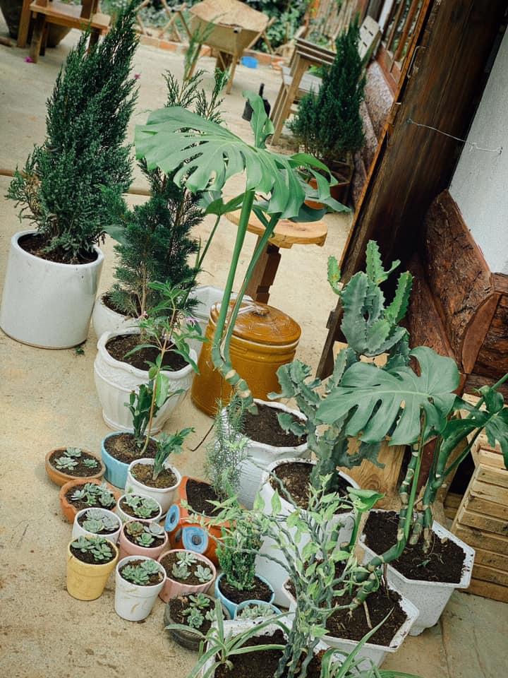 Ngôi nhà trên đỉnh núi mây phủ, ngập tràn hương sắc hoa-6