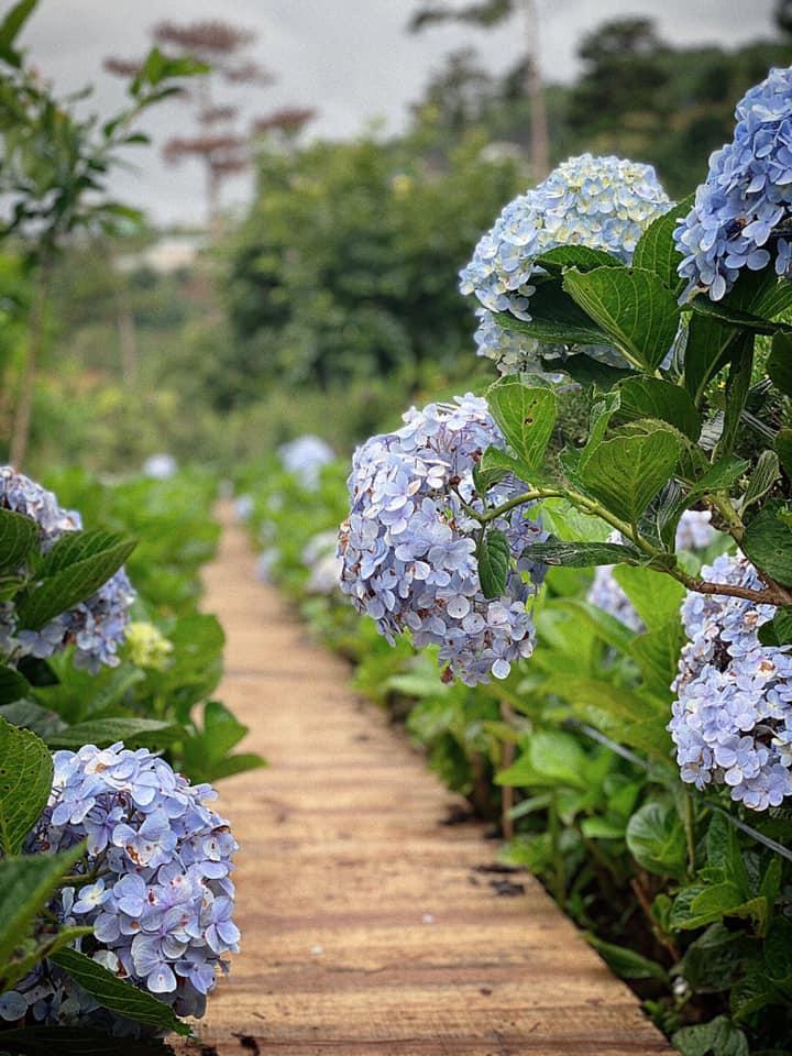 Ngôi nhà trên đỉnh núi mây phủ, ngập tràn hương sắc hoa-7