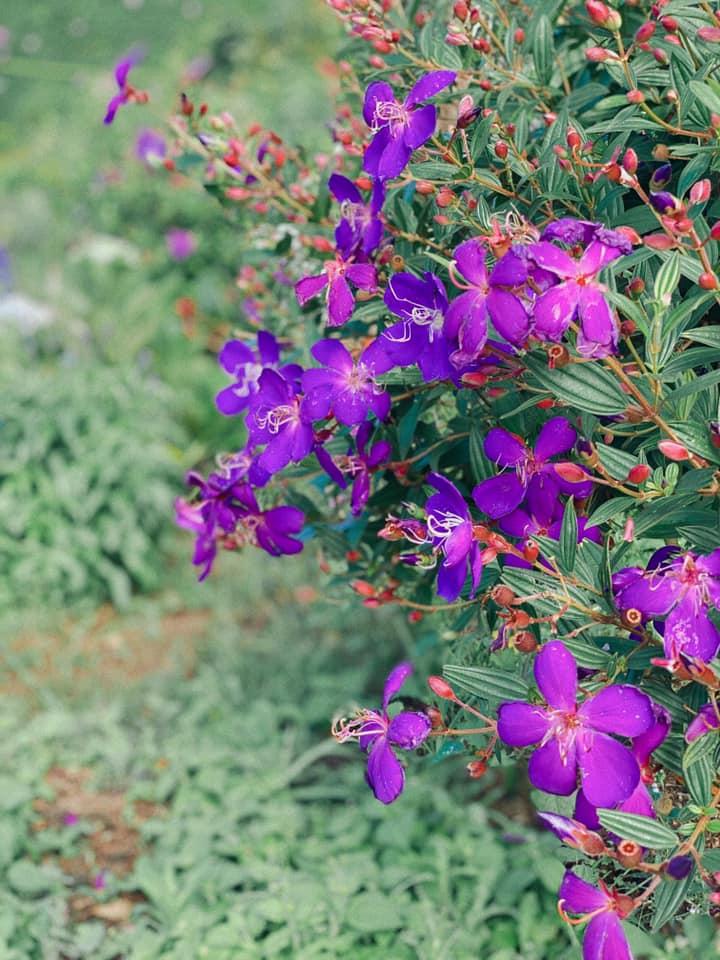 Ngôi nhà trên đỉnh núi mây phủ, ngập tràn hương sắc hoa-8