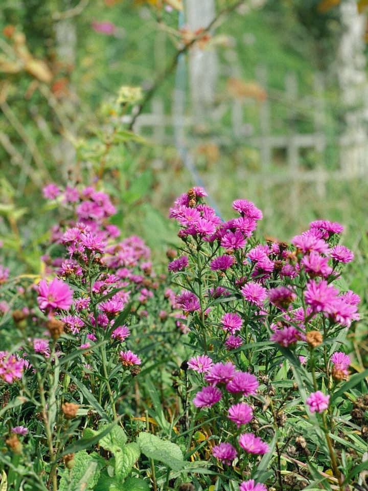 Ngôi nhà trên đỉnh núi mây phủ, ngập tràn hương sắc hoa-9