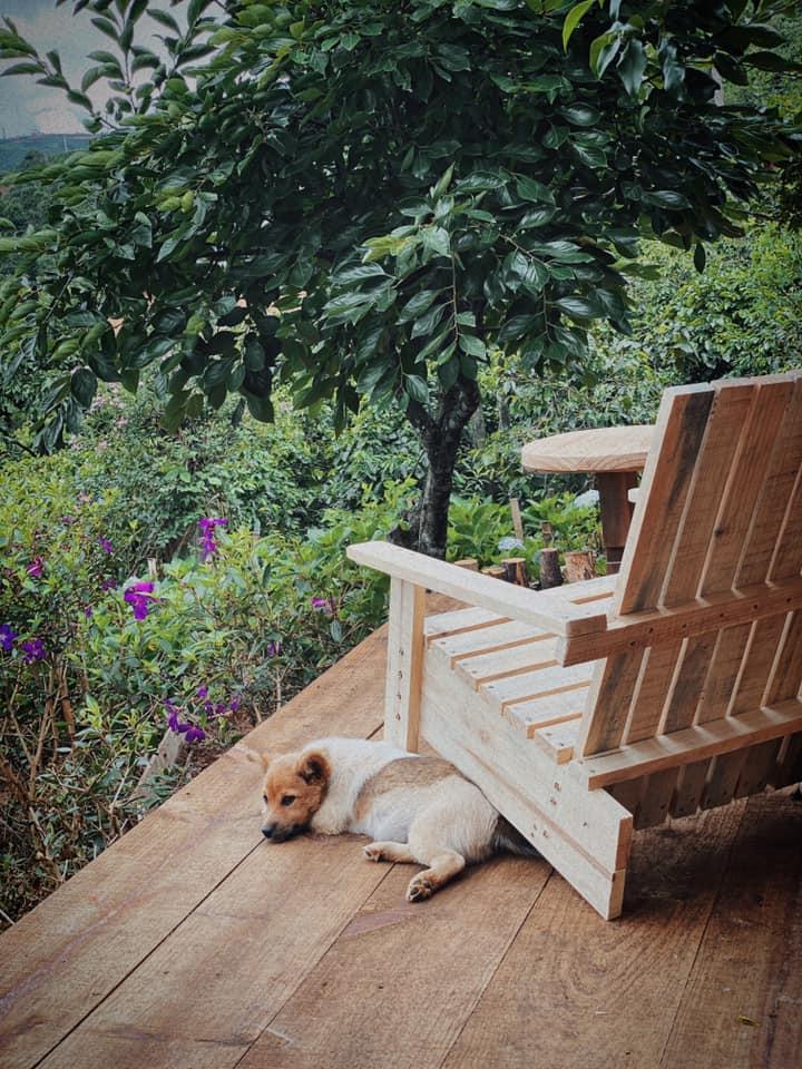 Ngôi nhà trên đỉnh núi mây phủ, ngập tràn hương sắc hoa-25