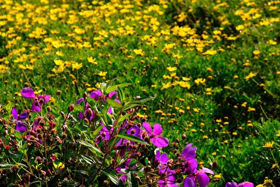 Ngôi nhà trên đỉnh núi mây phủ, ngập tràn hương sắc hoa-29