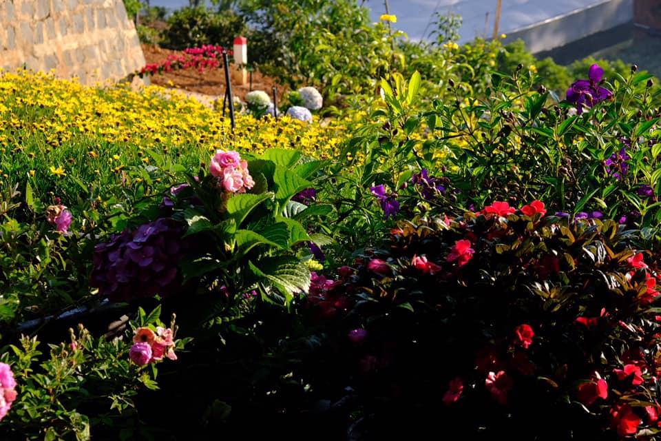 Ngôi nhà trên đỉnh núi mây phủ, ngập tràn hương sắc hoa-30