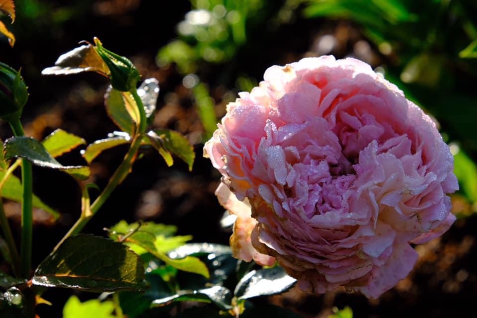 Ngôi nhà trên đỉnh núi mây phủ, ngập tràn hương sắc hoa-32