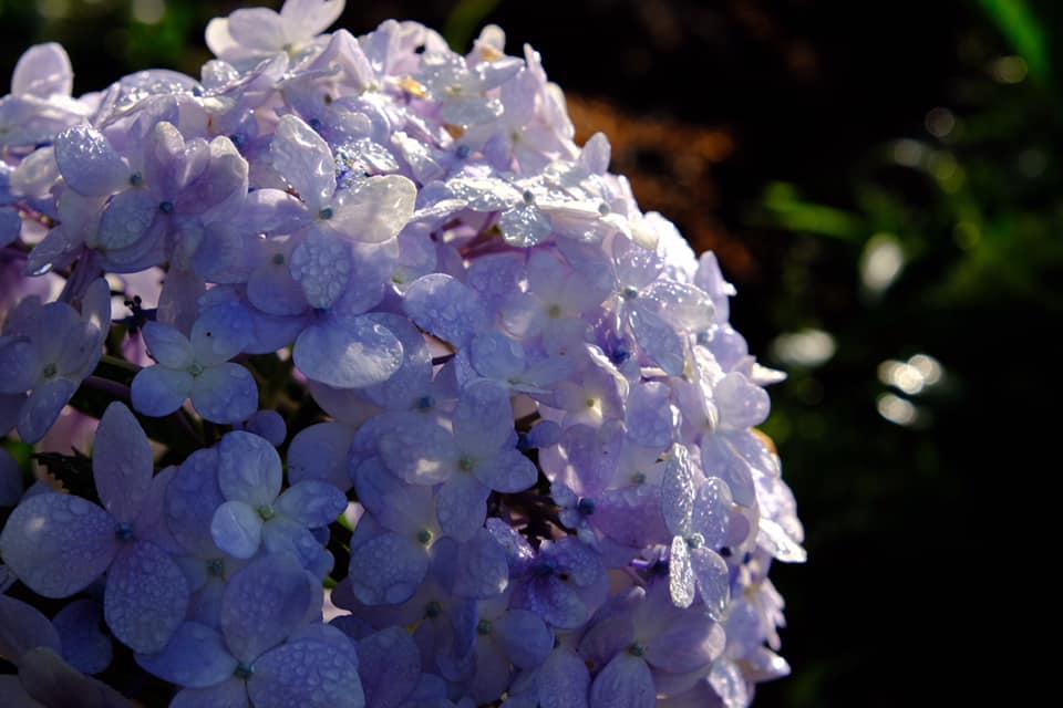 Ngôi nhà trên đỉnh núi mây phủ, ngập tràn hương sắc hoa-33