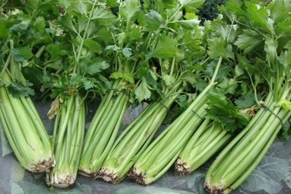 Những loại rau củ giá rẻ, dễ tìm nhưng lại là khắc tinh của tế bào ung thư-1