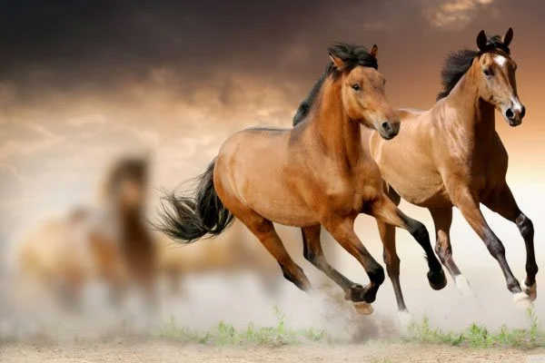 Tháng 5 âm được gọi là tháng Cửu Độc: 4 con giáp xui xẻo nhất, dễ gặp tiểu nhân, tiền của trôi sạch-5