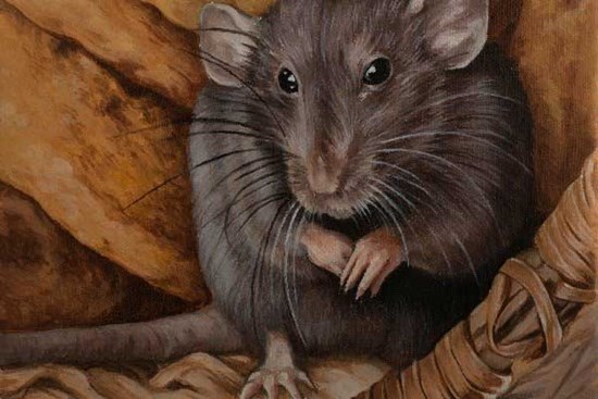 Tháng 5 âm được gọi là tháng Cửu Độc: 4 con giáp xui xẻo nhất, dễ gặp tiểu nhân, tiền của trôi sạch