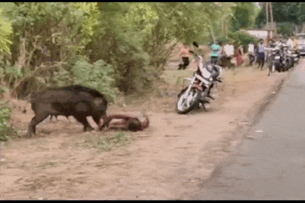 Clip: Lợn rừng lao vào cửa hàng trang sức truy đuổi nữ nhân viên-1