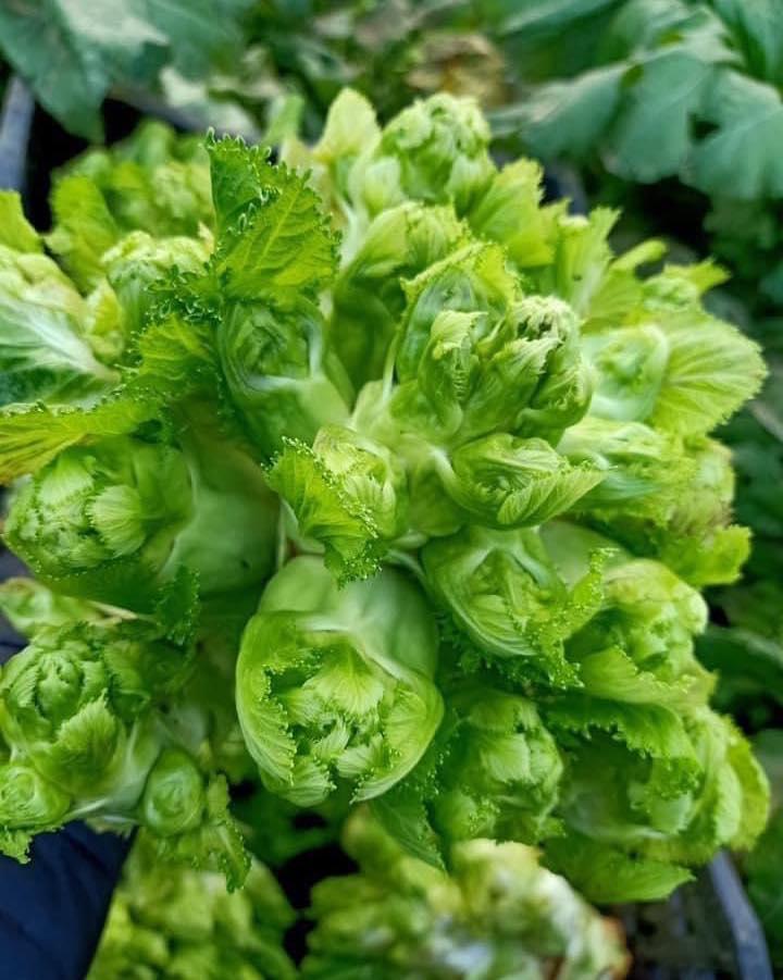 Bốn loại rau đắt hơn thịt có tiền chưa chắc mua được-10