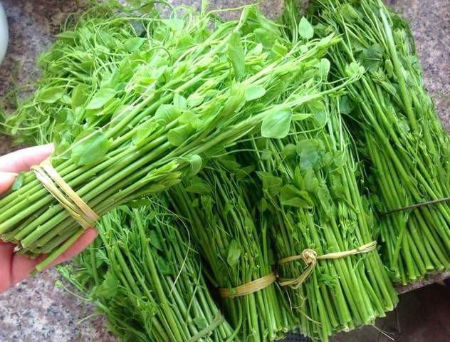Bốn loại rau đắt hơn thịt có tiền chưa chắc mua được-11
