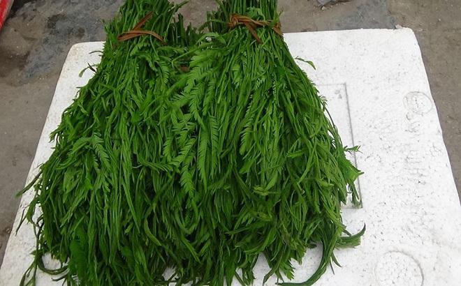 Bốn loại rau đắt hơn thịt có tiền chưa chắc mua được-13