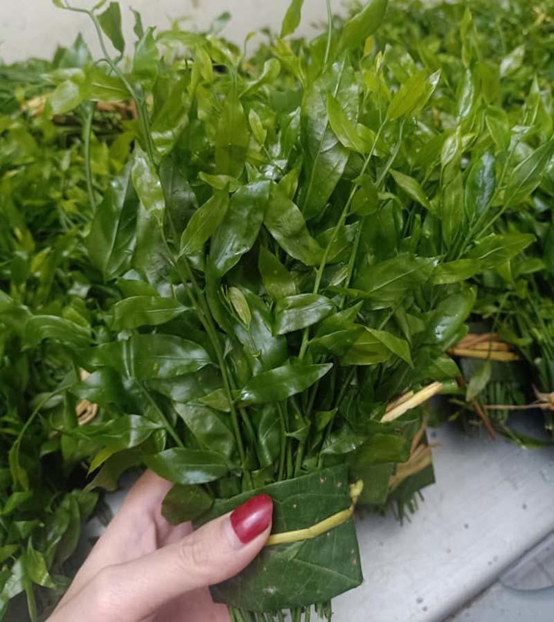 Bốn loại rau đắt hơn thịt có tiền chưa chắc mua được-5