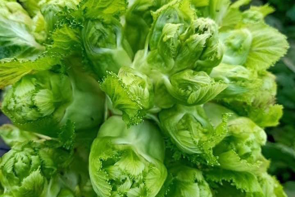 Bà nội trợ phát hoảng vì rau xanh bỗng đội giá gấp đôi-3