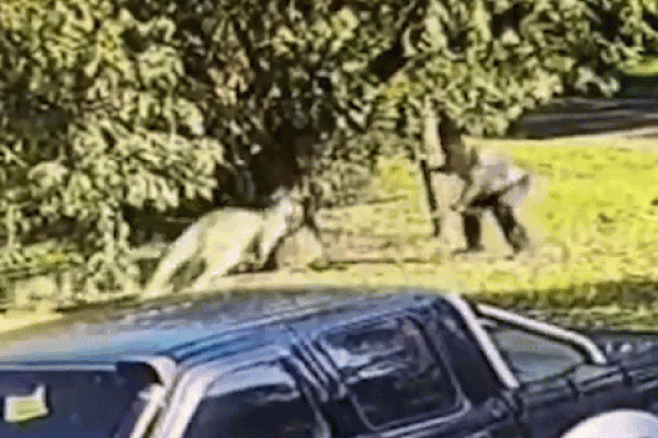 Cả họ nhà chuột làm đám cưới trong nhà, người kêu may mắn, kẻ khuyên gia chủ xả xui-4