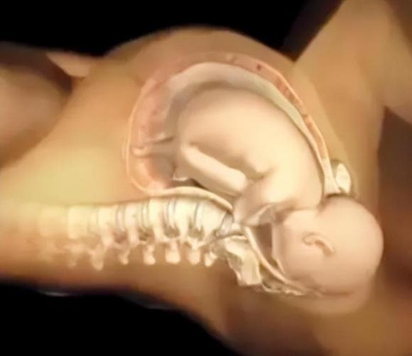 Trong ca sinh tự nhiên, tại sao đầu của thai nhi lại chui ra trước thay vì chân? Lý do thật thú vị-2