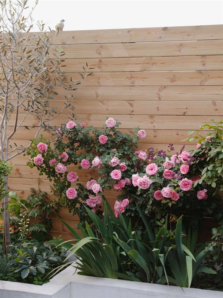 Chỉ rộng vỏn vẹn 30m², khu vườn sân thượng của mẹ đảm có đến 400 loại thực vật-2