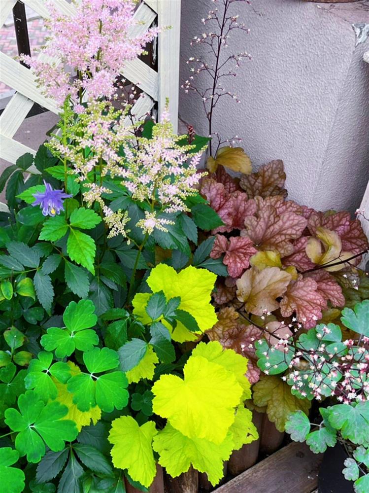 Chỉ rộng vỏn vẹn 30m², khu vườn sân thượng của mẹ đảm có đến 400 loại thực vật-5