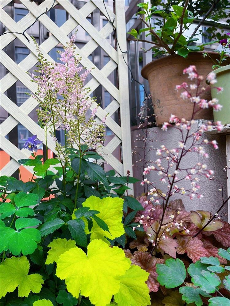 Chỉ rộng vỏn vẹn 30m², khu vườn sân thượng của mẹ đảm có đến 400 loại thực vật-6