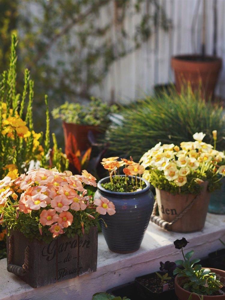 Chỉ rộng vỏn vẹn 30m², khu vườn sân thượng của mẹ đảm có đến 400 loại thực vật-9