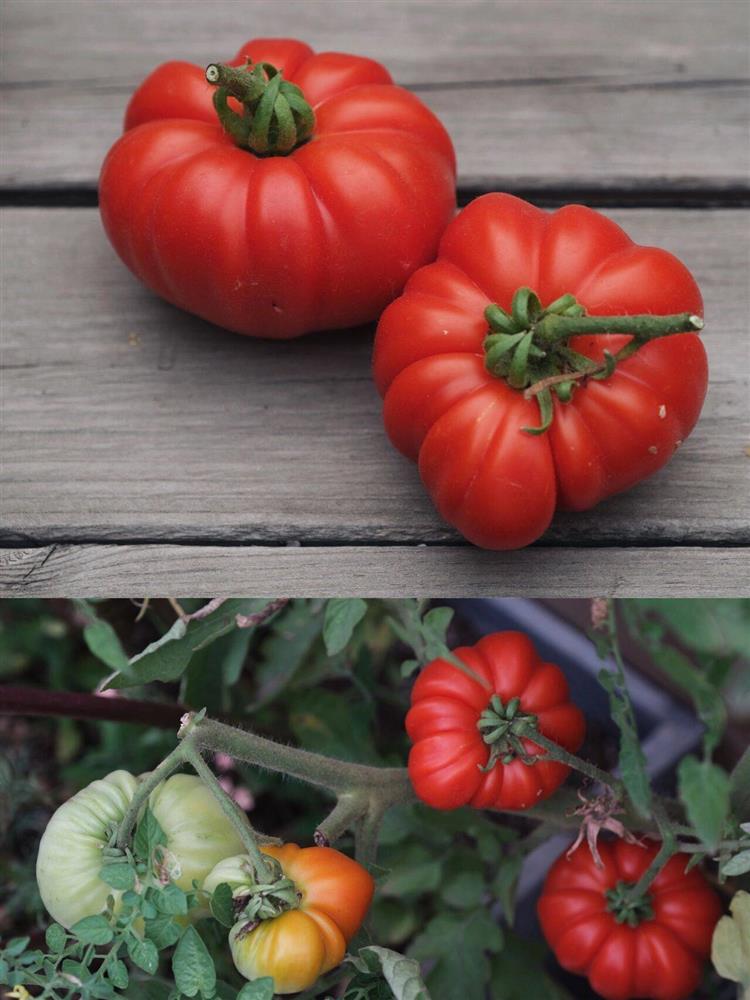 Chỉ rộng vỏn vẹn 30m², khu vườn sân thượng của mẹ đảm có đến 400 loại thực vật-11