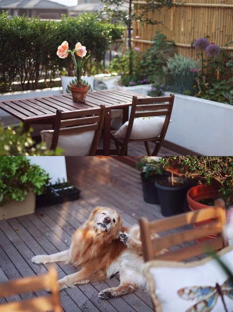 Chỉ rộng vỏn vẹn 30m², khu vườn sân thượng của mẹ đảm có đến 400 loại thực vật-22