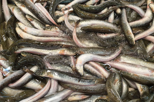 Cá kèo khan hiếm, tăng giá gấp 3, nhà hàng không mua nổi phải chấp nhận bỏ khách-3