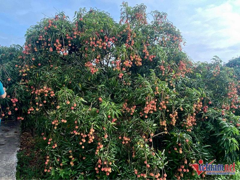 Vải thiều trúng giá, một ngày lão nông thu ngay 25 triệu đồng-2