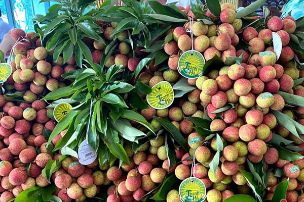 Gần 450.000 đồng/kg vải thiều tươi trong các siêu thị tại Mỹ-3