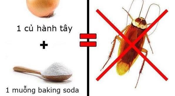 Muốn đuổi gián cứ lấy 1 củ hành tây xay nhuyễn trộn với thứ này, gián khiếp vía một đi không trở lại-1