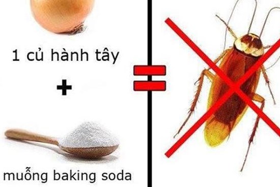 Muốn đuổi gián cứ lấy 1 củ hành tây xay nhuyễn trộn với thứ này, gián khiếp vía 
