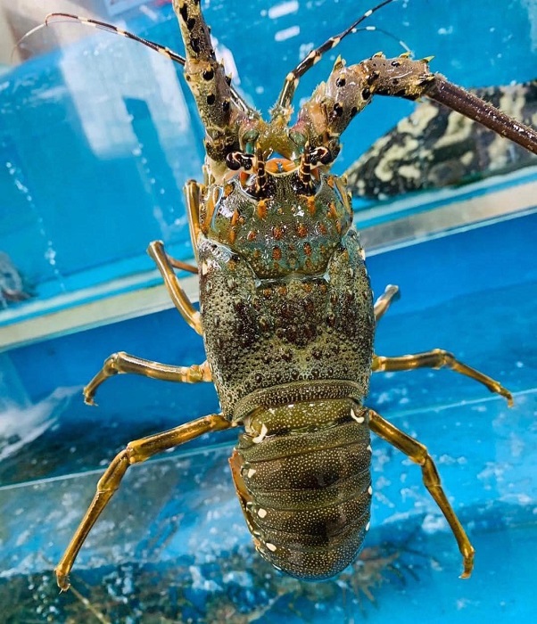 Bất ngờ tôm hùm rớt giá rẻ hơn tôm sú, bà nội trợ được dịp ăn sang”-3