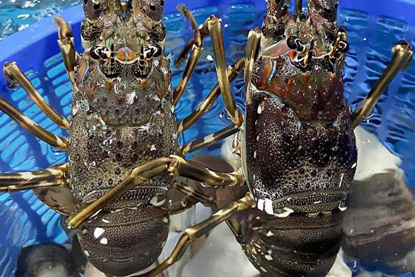 Tôm sú khổng lồ giá 650.000 đồng/kg-2