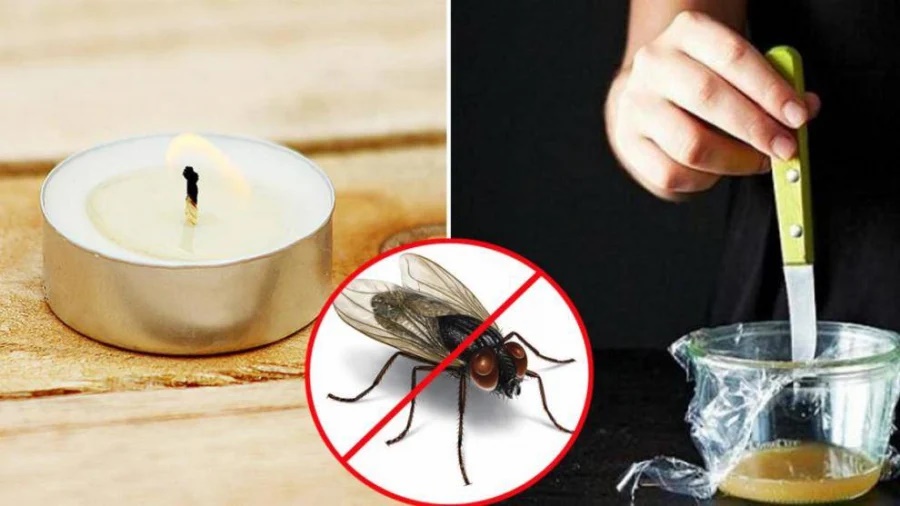 Dùng 10 chiêu độc này, ruồi muỗi nhiều đến mấy cũng dạt nhà đi xa hết, đi rồi không trở lại-1