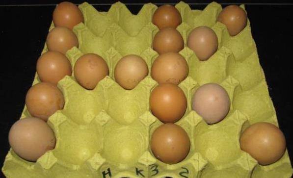 Đừng vội vứt khay trứng đi, đặt ngoài ban công được coi là bảo bối của cả gia đình-1