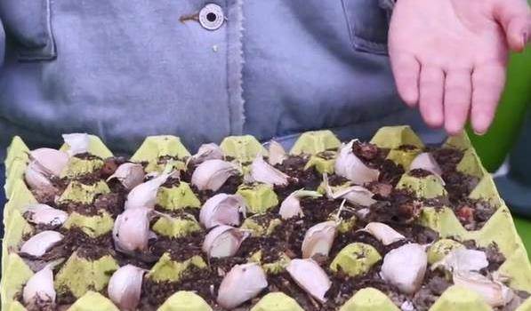 Đừng vội vứt khay trứng đi, đặt ngoài ban công được coi là bảo bối của cả gia đình-3