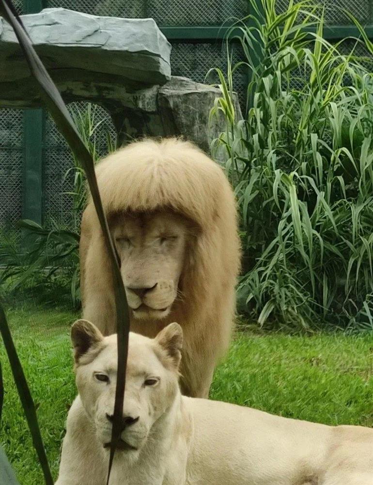 Bí ẩn sau bộ tóc mái bằng chất lừ của chú sư tử quý hiếm ở Trung Quốc-1