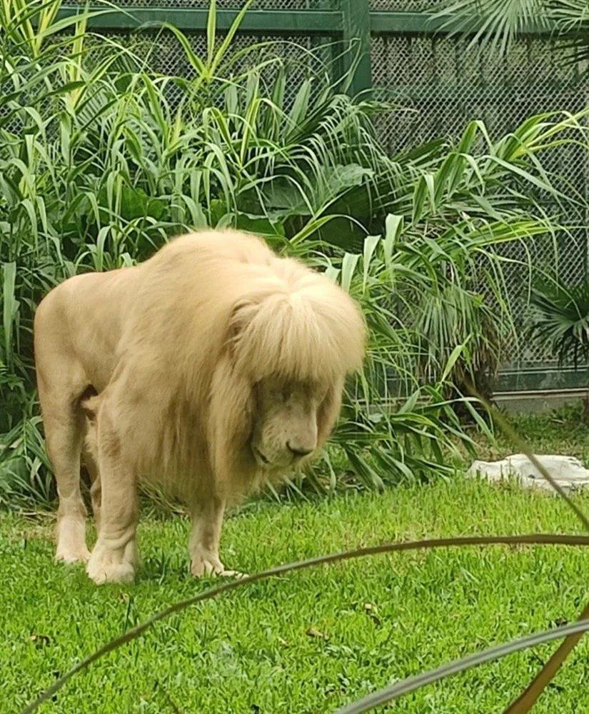 Bí ẩn sau bộ tóc mái bằng chất lừ của chú sư tử quý hiếm ở Trung Quốc-2