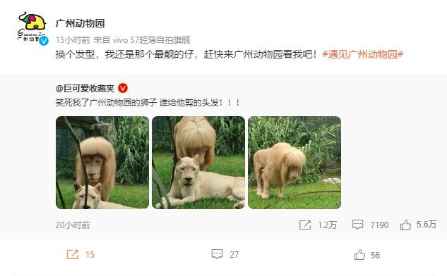 Bí ẩn sau bộ tóc mái bằng chất lừ của chú sư tử quý hiếm ở Trung Quốc-3