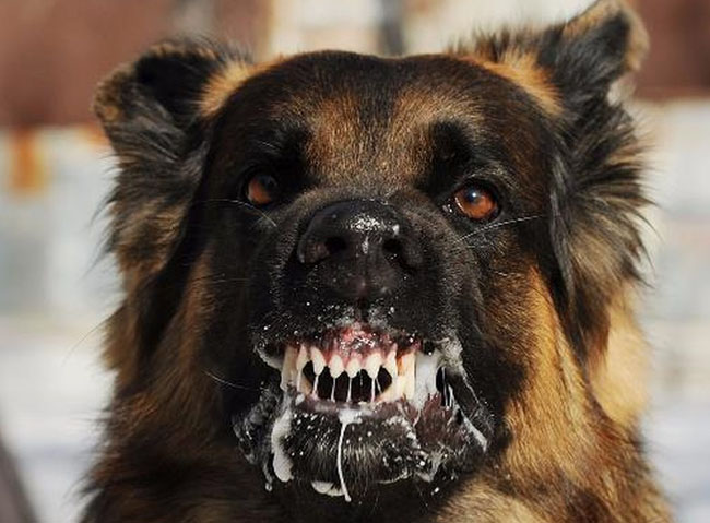 Kinh hoàng: 3 cháu bé bị chó cắn, hơn 2 tháng sau một cháu 4 tuổi tử vong-1