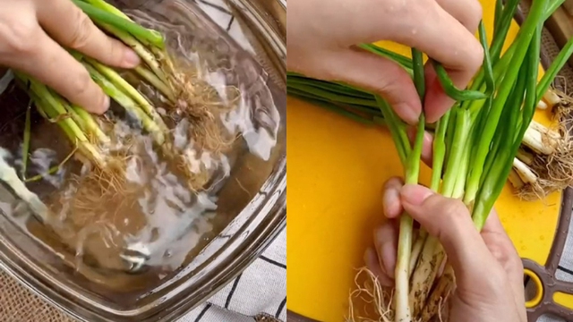 Những lưu ý khi lựa chọn, bảo quản, sử dụng hành lá-8