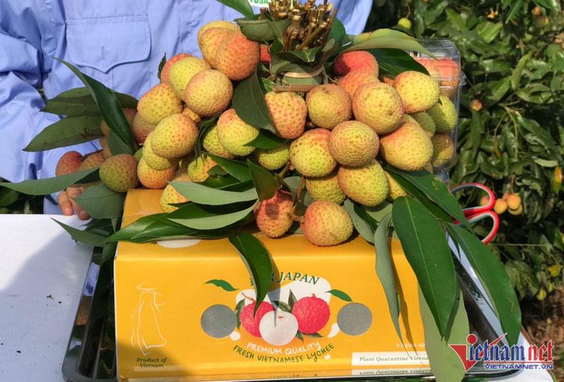 Vải thiều 200 nghìn/kg: Hàng xuất Nhật, khách nội hiếm được ăn-1