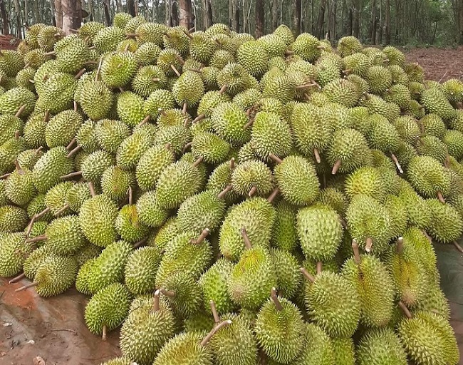 Sầu riêng rớt giá một nửa so với đầu vụ, Ri 6 chỉ còn từ 32 nghìn đồng/kg-2