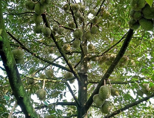 Sầu riêng rớt giá một nửa so với đầu vụ, Ri 6 chỉ còn từ 32 nghìn đồng/kg-3