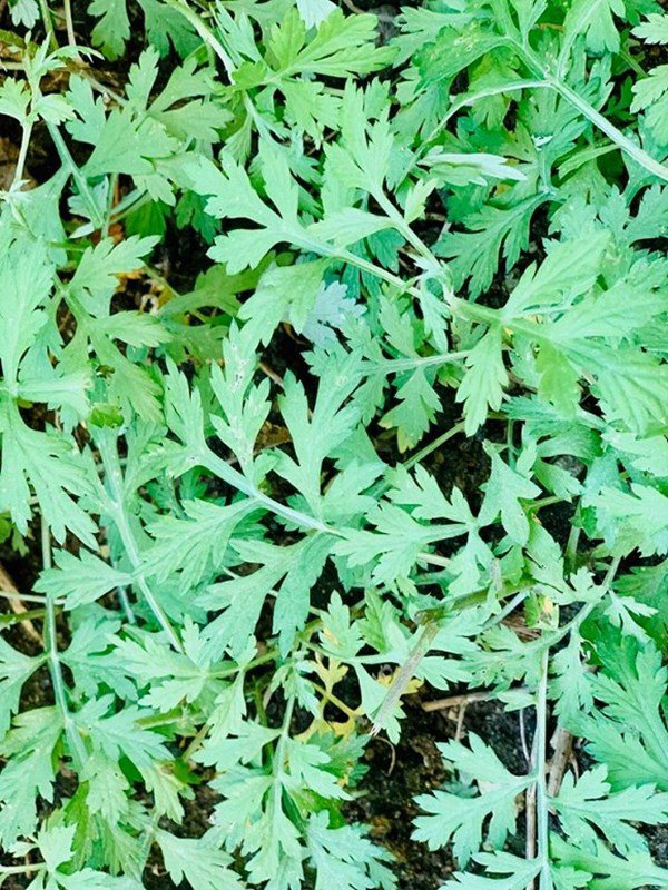 Diễn viên Diệu Hương viên mãn trong không gian ngập hoa và cây cối khi theo chồng sang Mỹ định cư-12