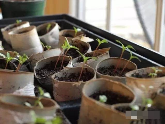 Những công dụng bất ngờ của lõi giấy vệ sinh, cái số 6 thật mới lạ-10