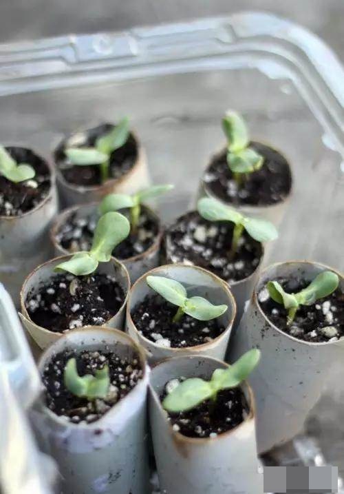 Những công dụng bất ngờ của lõi giấy vệ sinh, cái số 6 thật mới lạ-11