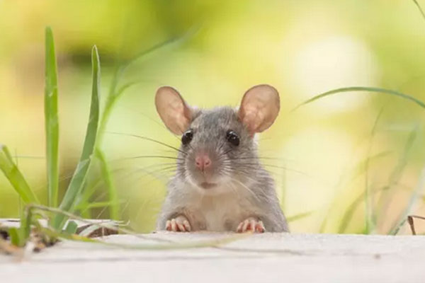 3 tuổi hỷ duyên, hỷ tài giàu có chạm đỉnh cuối năm 2022-1